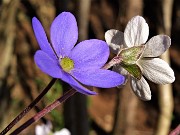 77 Hepatica nobilis (Erba trinita) sul sent.594A